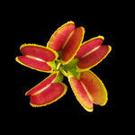 Dionaea muscipula ‘Bristle Tooth’ Venus Flytrap showing red traps with fine marginal teeth