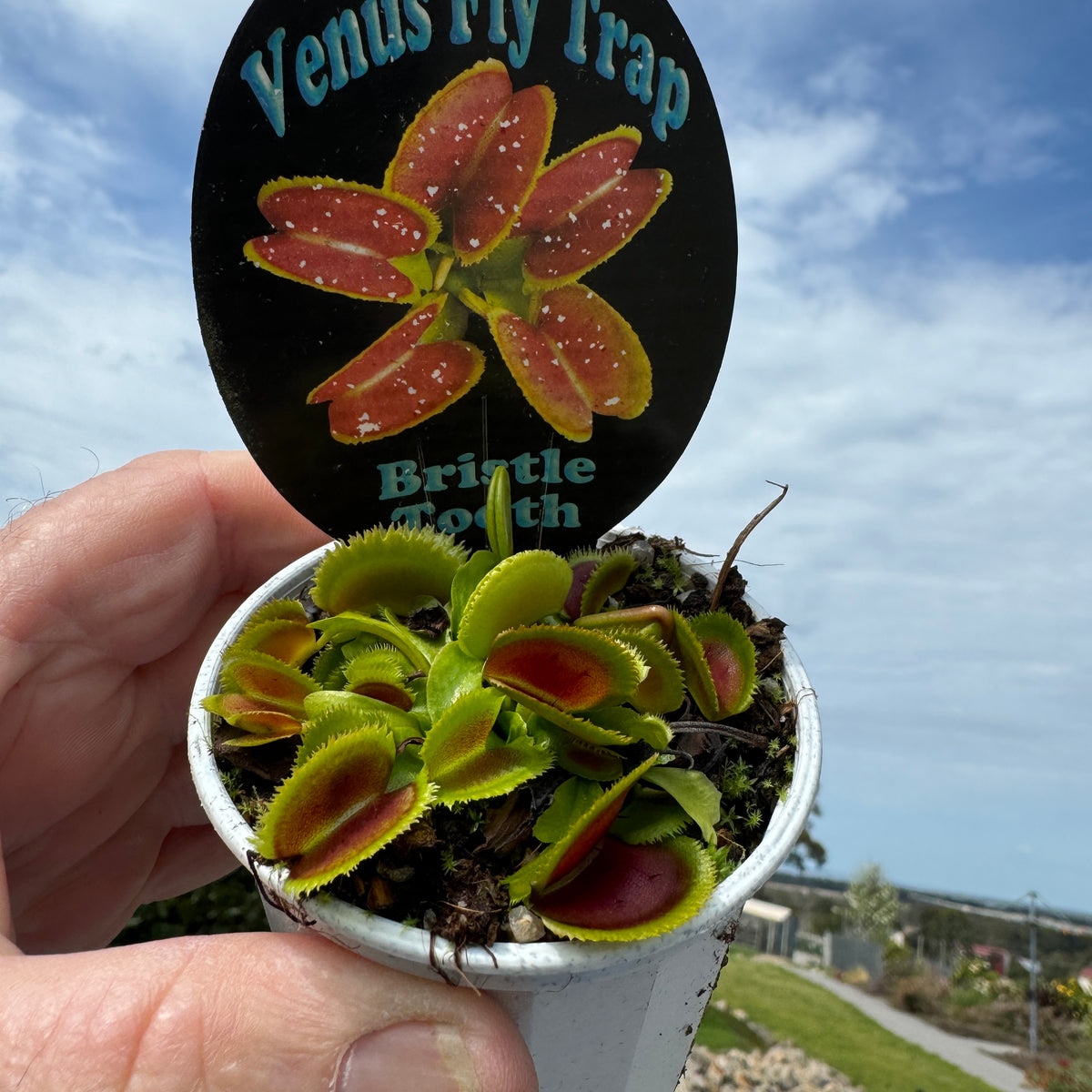 Dionaea muscipula ‘Bristle Tooth’ Venus Flytrap growing in a pot with plant label