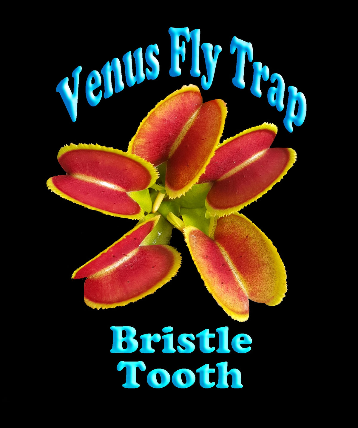 Dionaea muscipula ‘Bristle Tooth’ Venus Flytrap product label with plant image