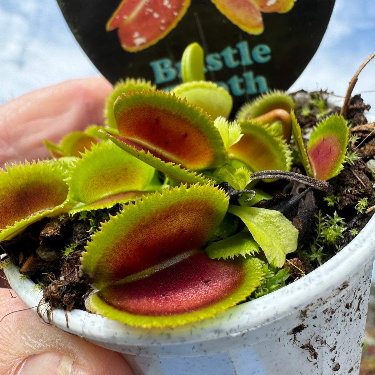 Close-up of red-blushed traps on Dionaea muscipula ‘Bristle Tooth’ Venus Flytrap
