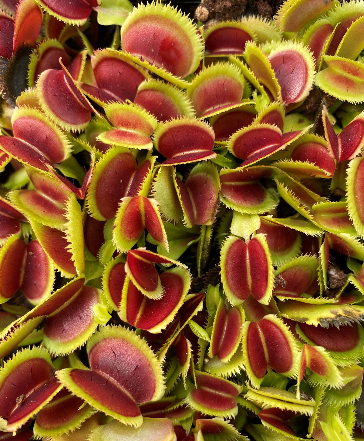 Dense cluster of red and green traps on Dionaea muscipula ‘Bristle Tooth’ Venus Flytrap