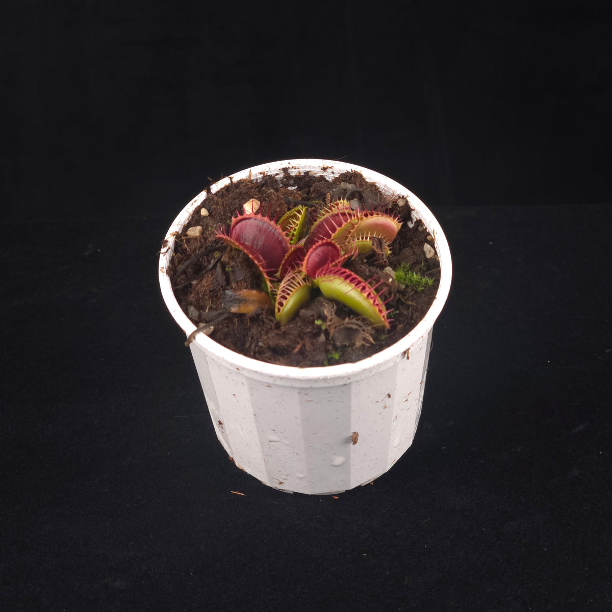 Dionaea muscipula 'Chest Hair' Venus Flytrap growing in a pot