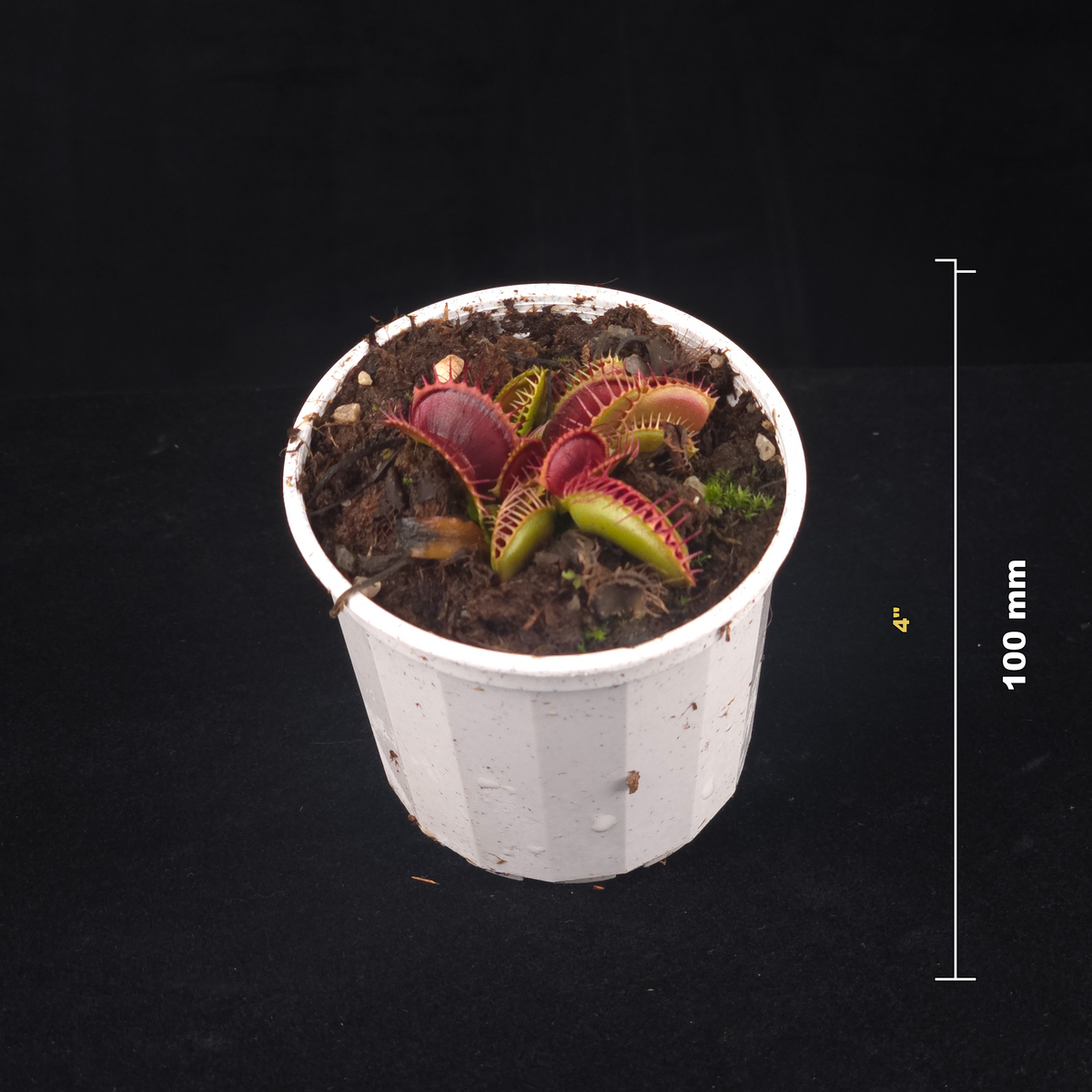 Dionaea muscipula 'Chest Hair' Venus Flytrap shown with size reference