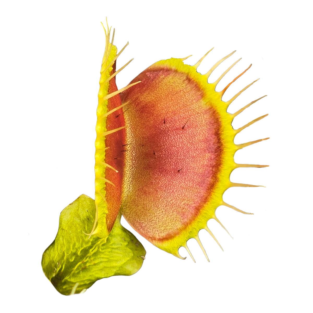 Dionaea muscipula 'Chest Hair' Venus Flytrap close-up