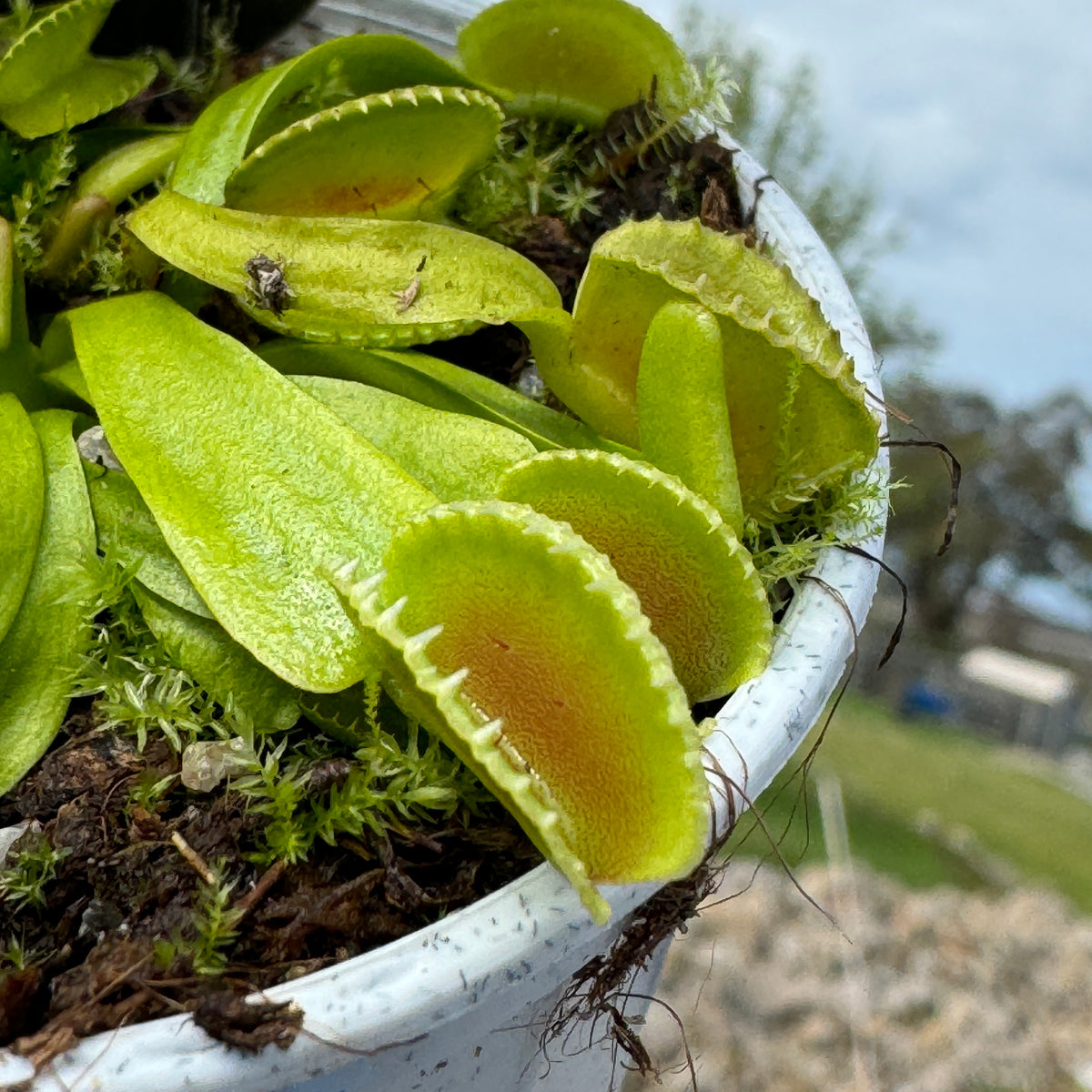 Close-up of the curved cupped traps on Dionaea muscipula ‘Coquillage’ Venus Flytrap