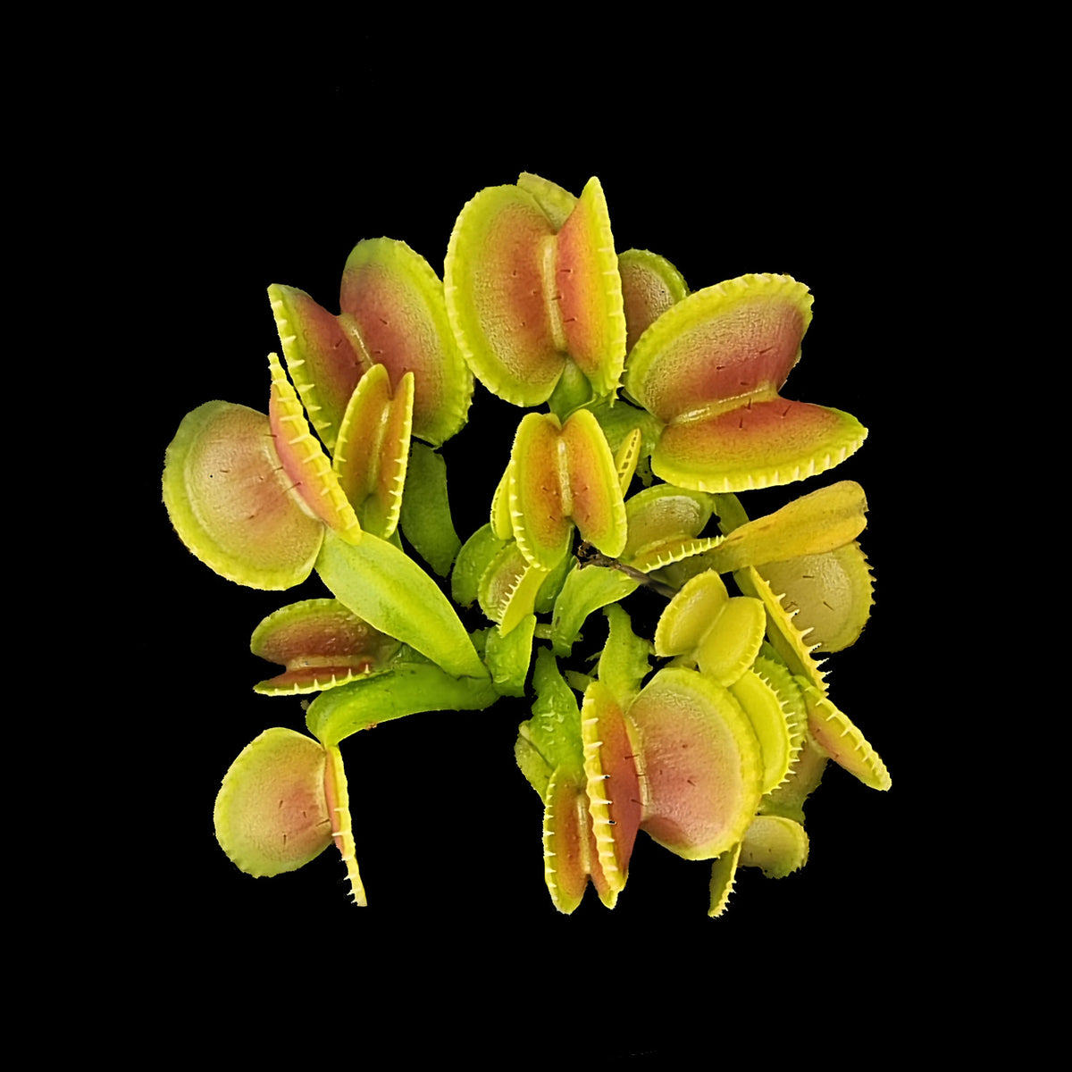 Dionaea muscipula ‘Coquillage’ Venus Flytrap showing compact green and lightly blushed cupped traps