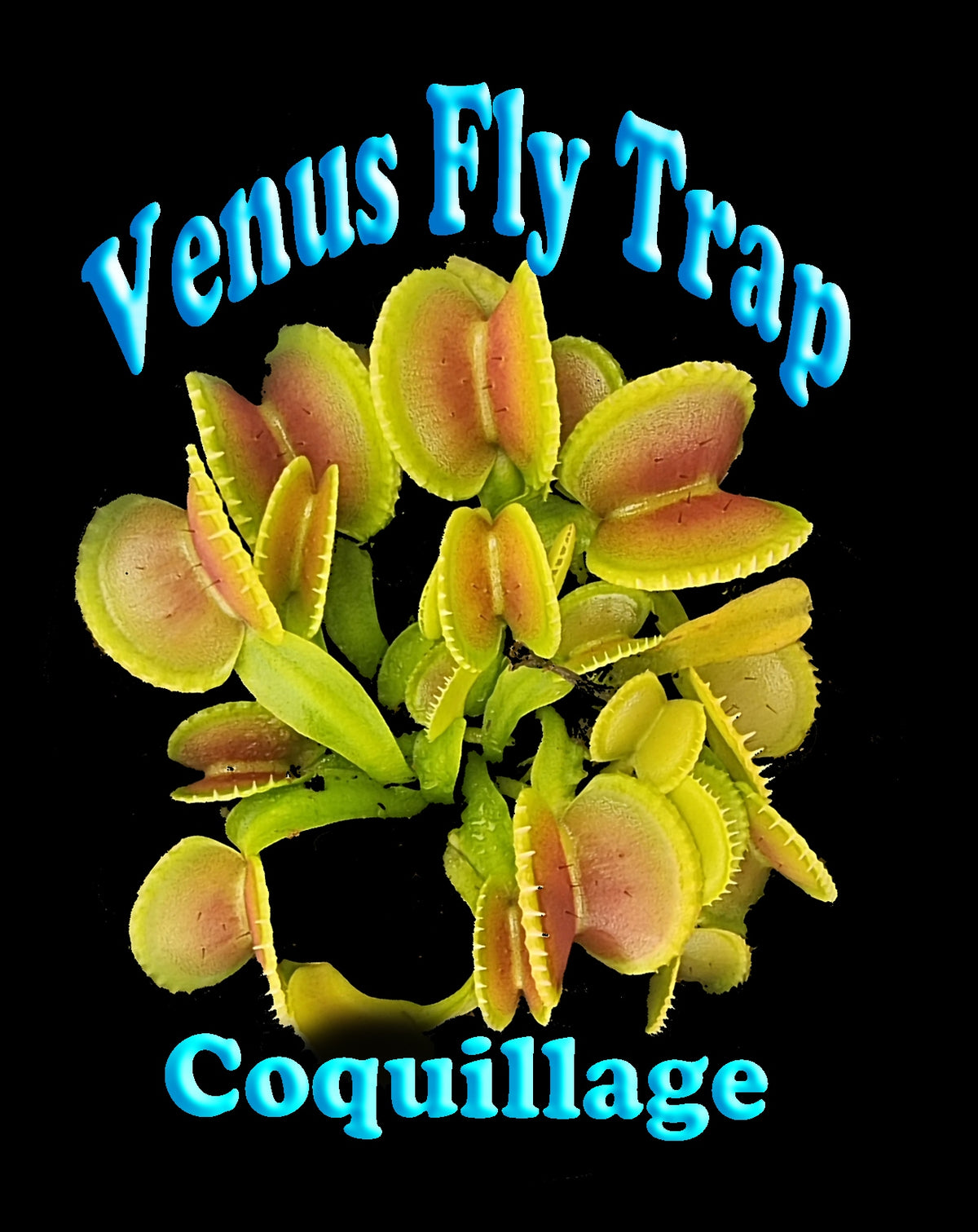 Dionaea muscipula ‘Coquillage’ Venus Flytrap product label with plant image