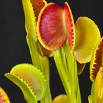 Dionaea muscipula ‘Crenata’ Venus Flytrap with red and green traps