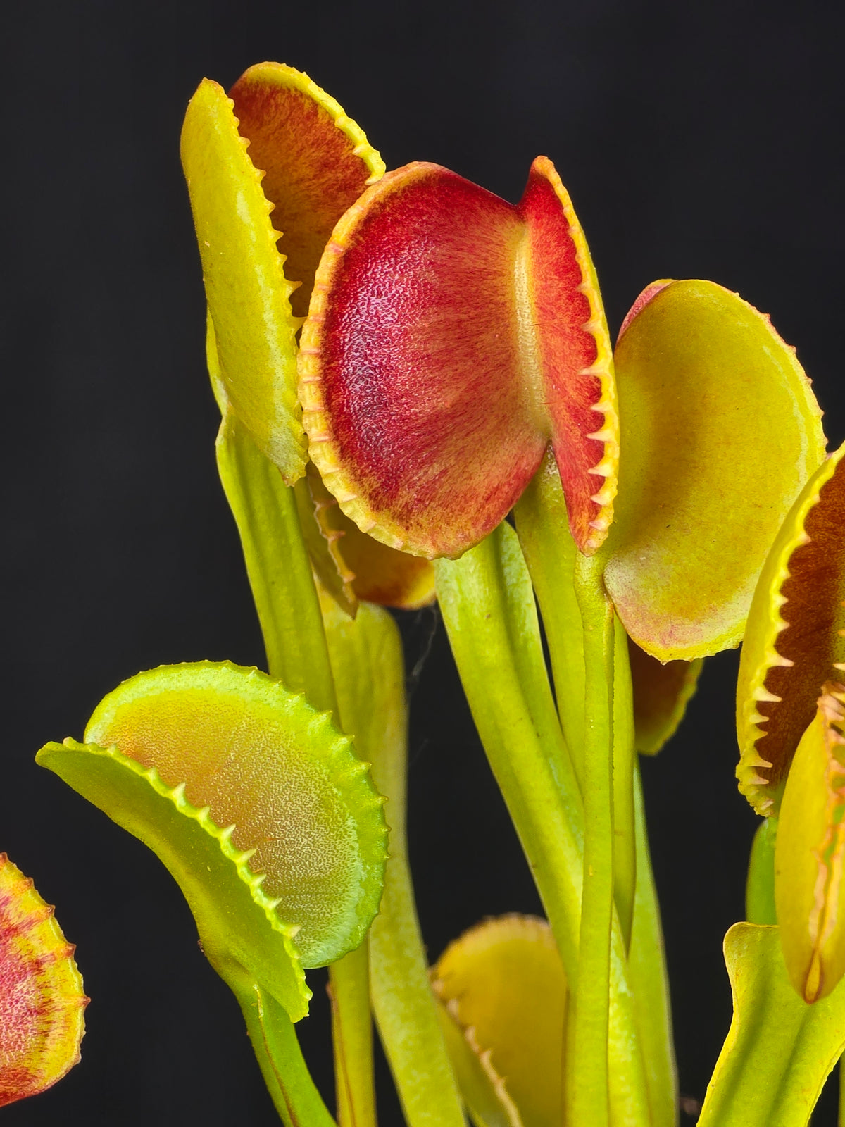 Dionaea muscipula ‘Crenata’ Venus Flytrap with red and green traps