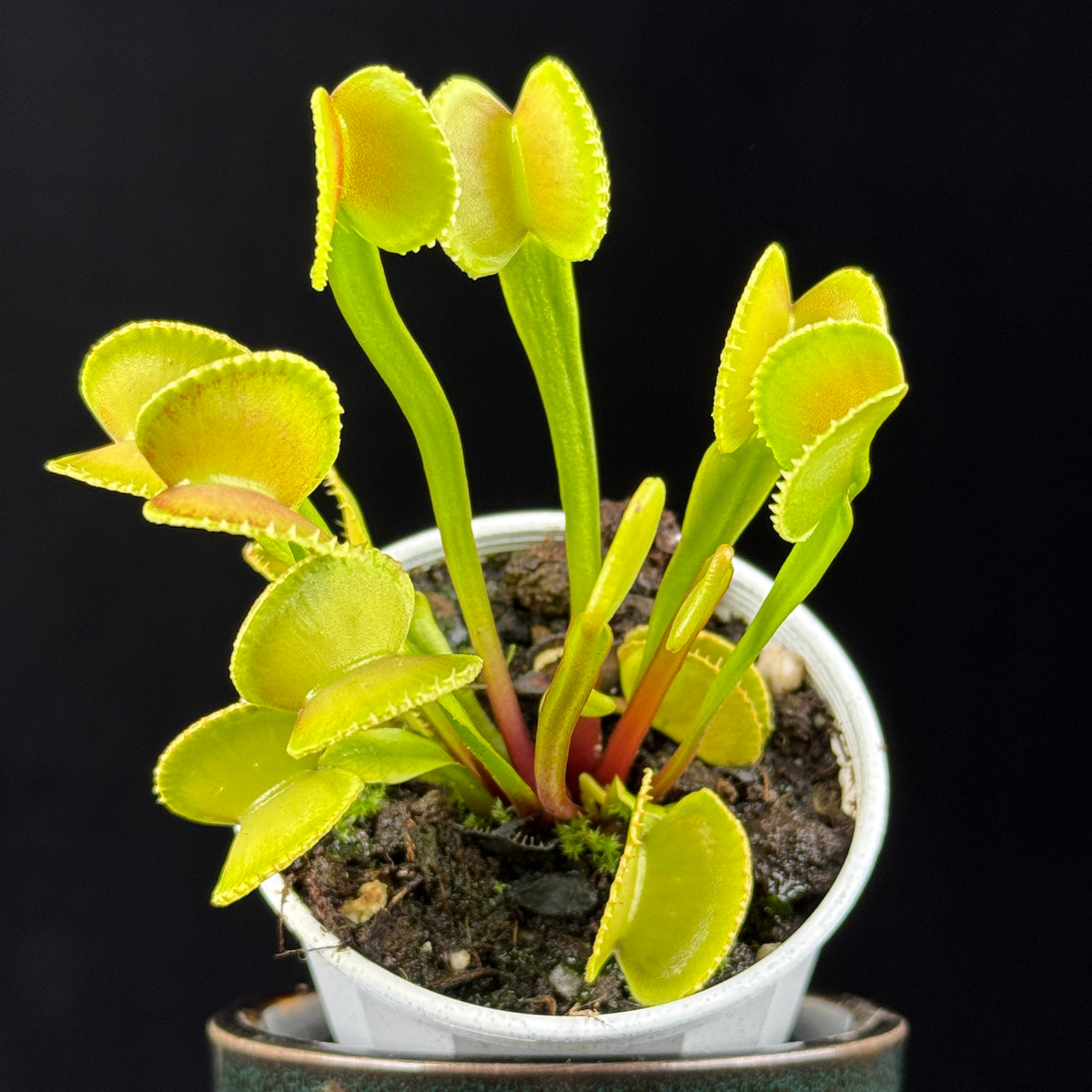 Dionaea muscipula ‘Crenata’ Venus Flytrap growing in a white pot