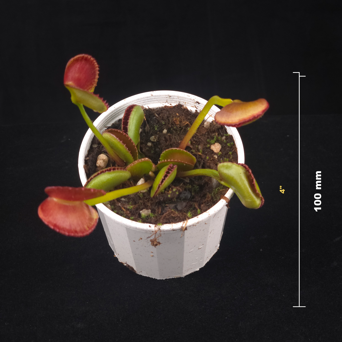 Dionaea muscipula ‘Crenata’ Venus Flytrap potted plant shown with size reference