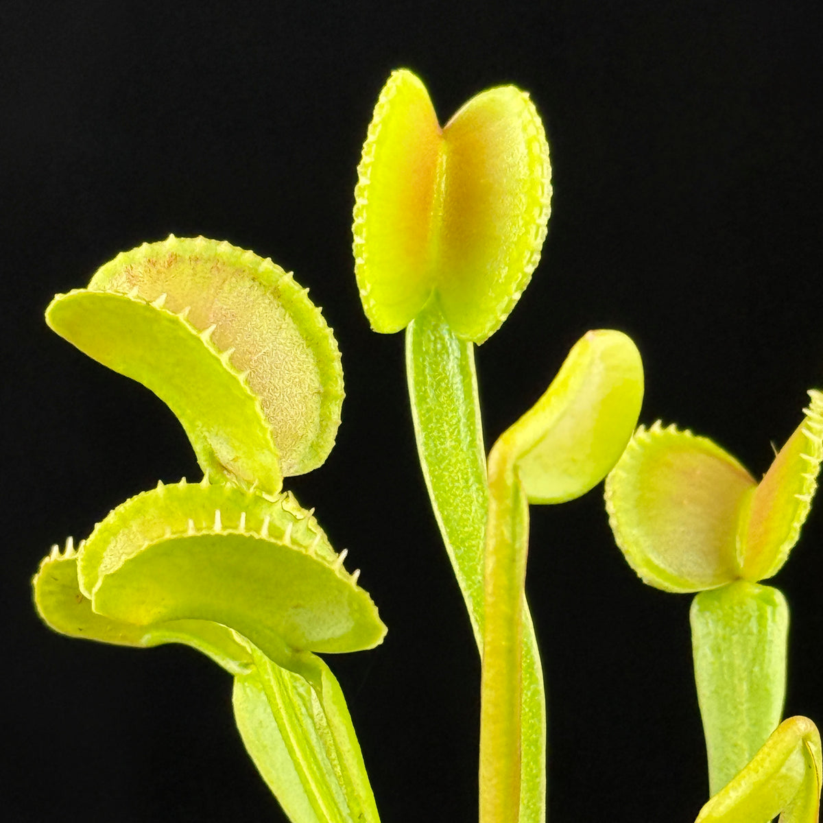 Close-up of the distinctive green traps of Dionaea muscipula ‘Crenata’ Venus Flytrap