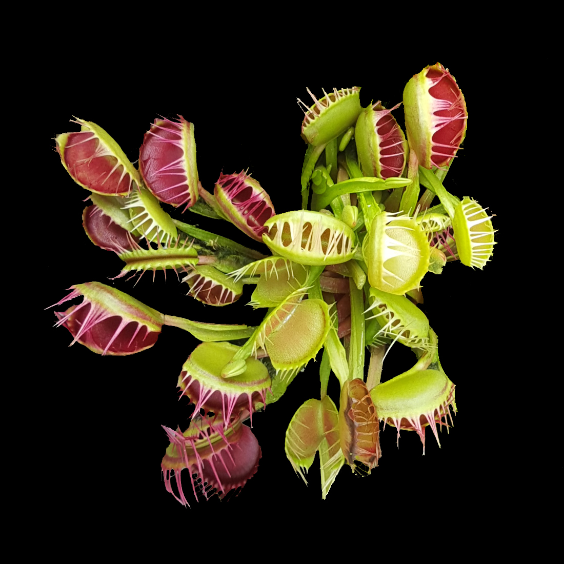 Dionaea muscipula ‘Cross Tooth Freak’ Venus Flytrap showing a cluster of red and green traps
