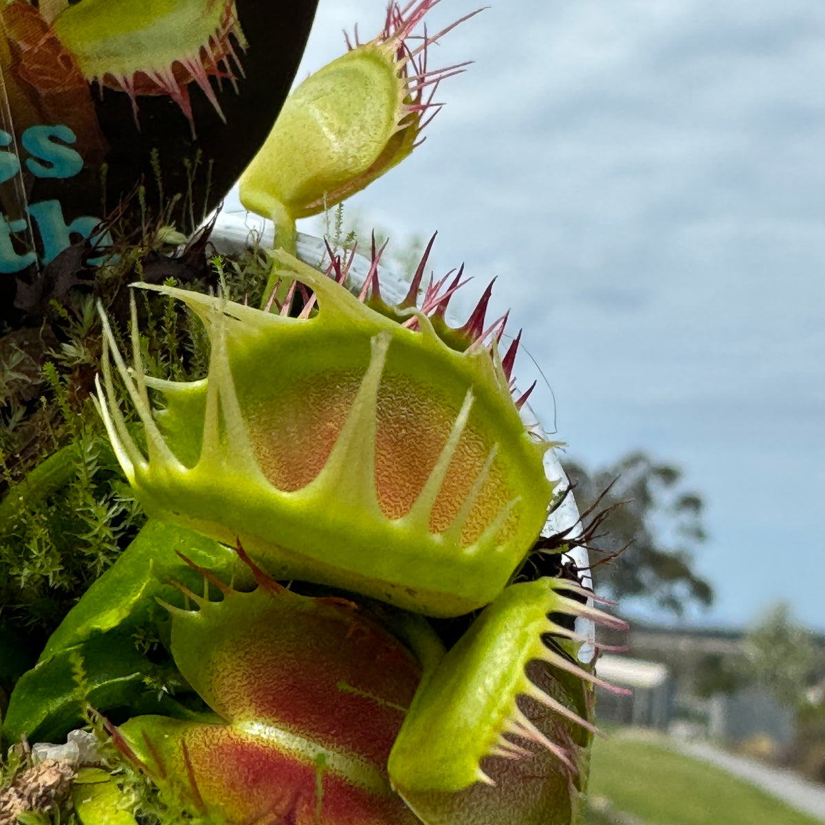 Close-up of the irregular marginal teeth on Dionaea muscipula ‘Cross Tooth Freak’ Venus Flytrap