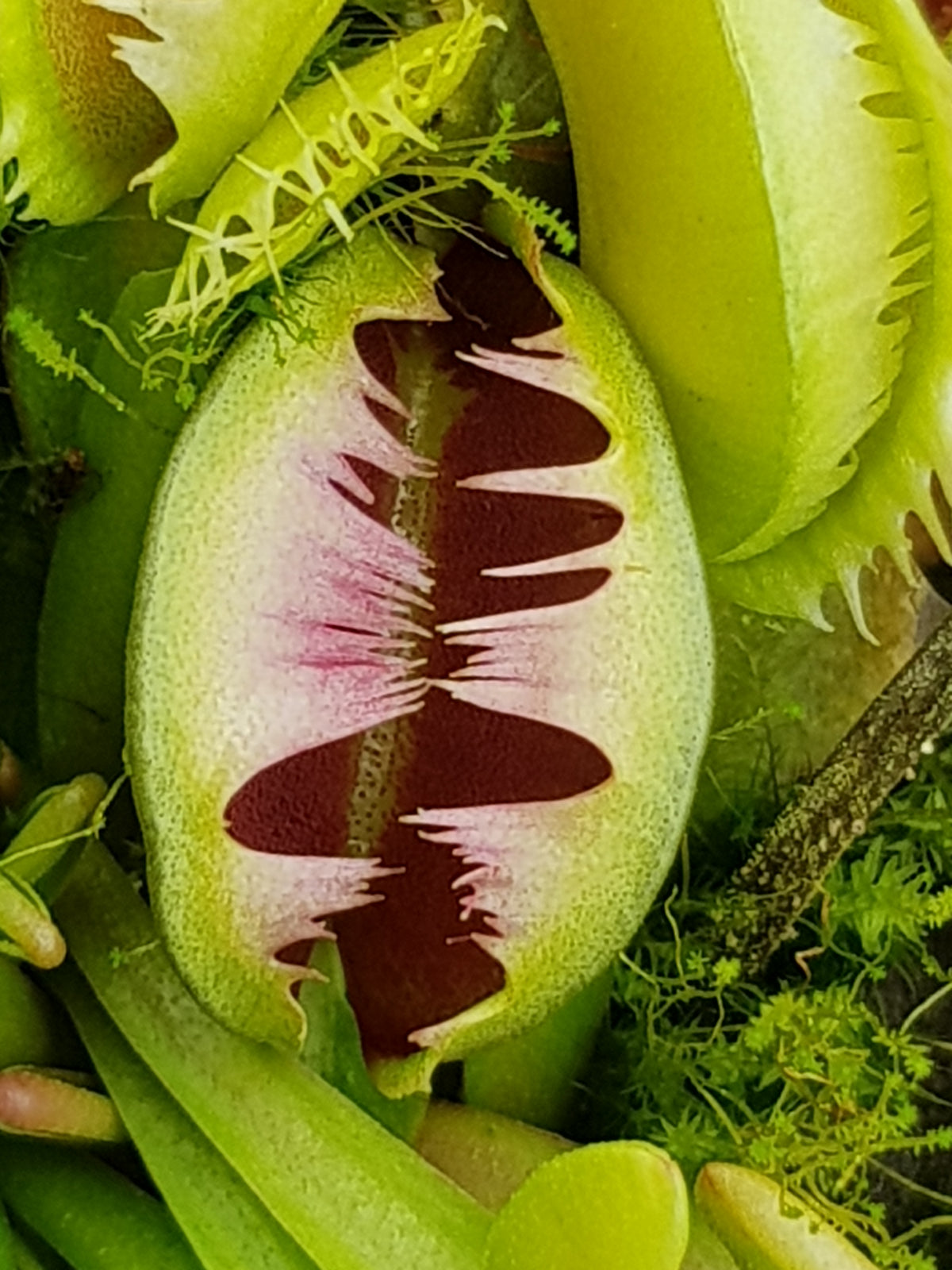 Close-up of a red-striped trap on Dionaea muscipula ‘Cross Tooth Freak’ Venus Flytrap