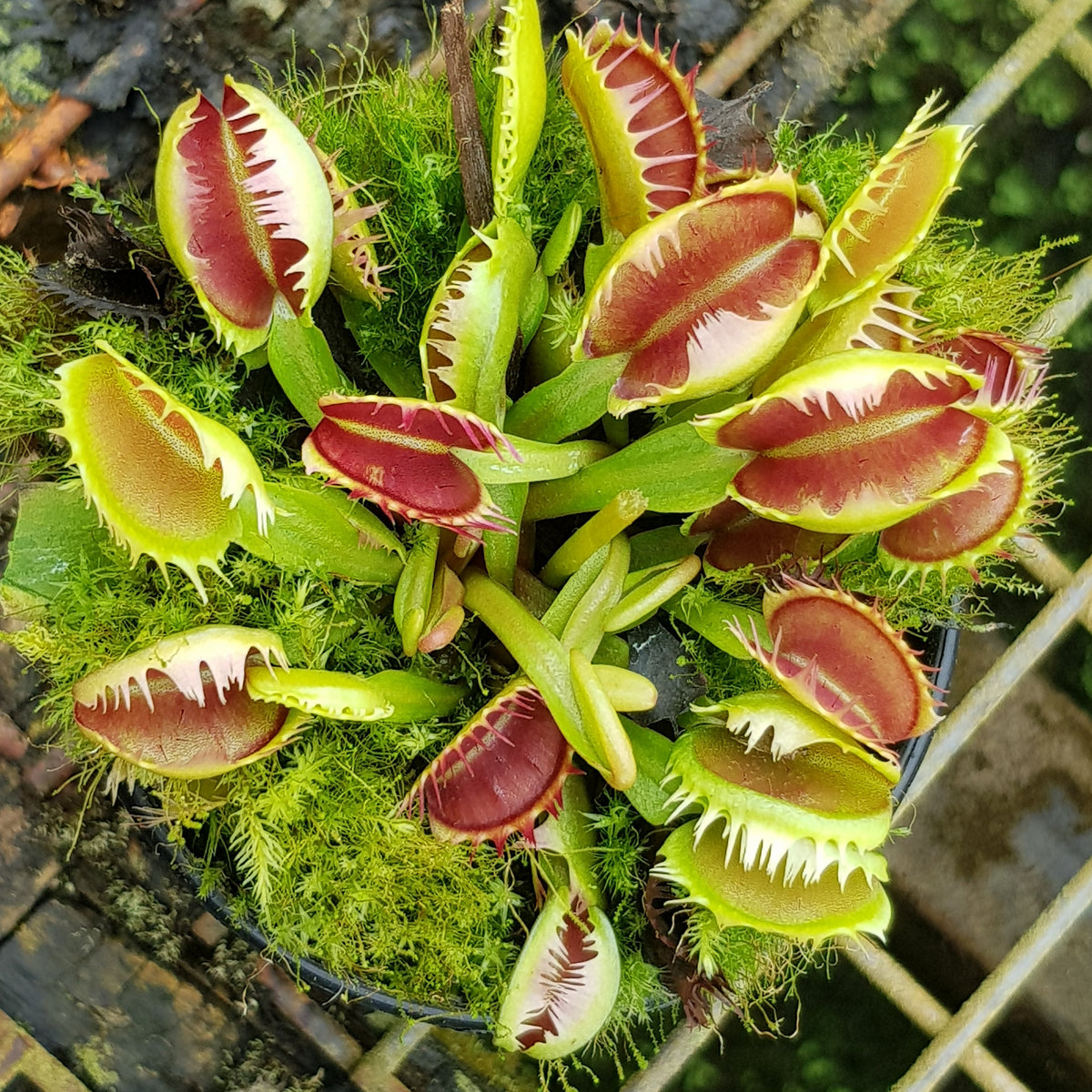 Top view of clustered red and green traps on Dionaea muscipula ‘Cross Tooth Freak’ Venus Flytrap