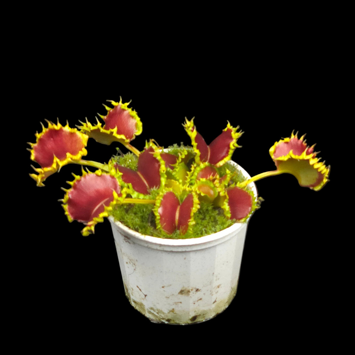 Dionaea muscipula ‘Dumplings’ Venus Flytrap with red traps growing in a white pot