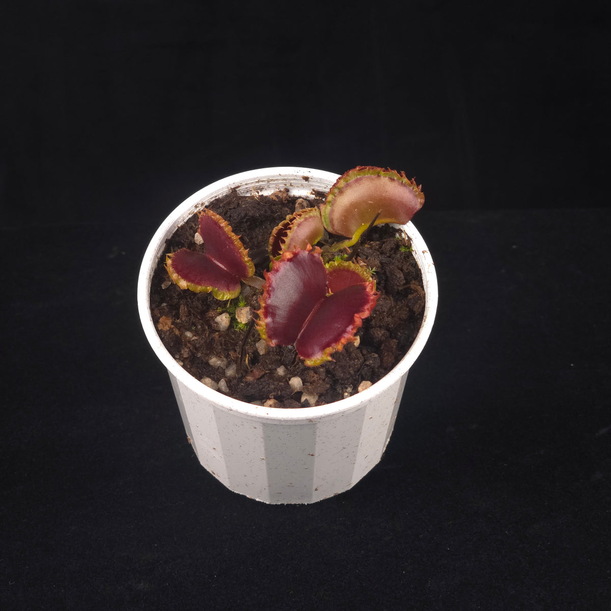Dionaea muscipula ‘Dumplings’ Venus Flytrap growing in a white pot
