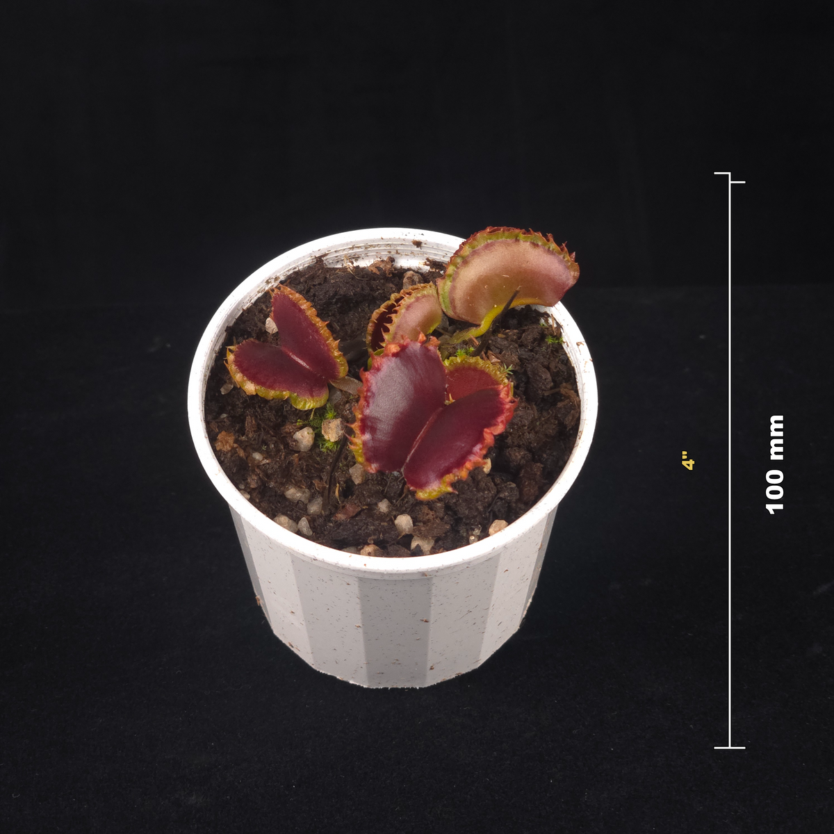 Dionaea muscipula ‘Dumplings’ Venus Flytrap potted plant shown with size reference
