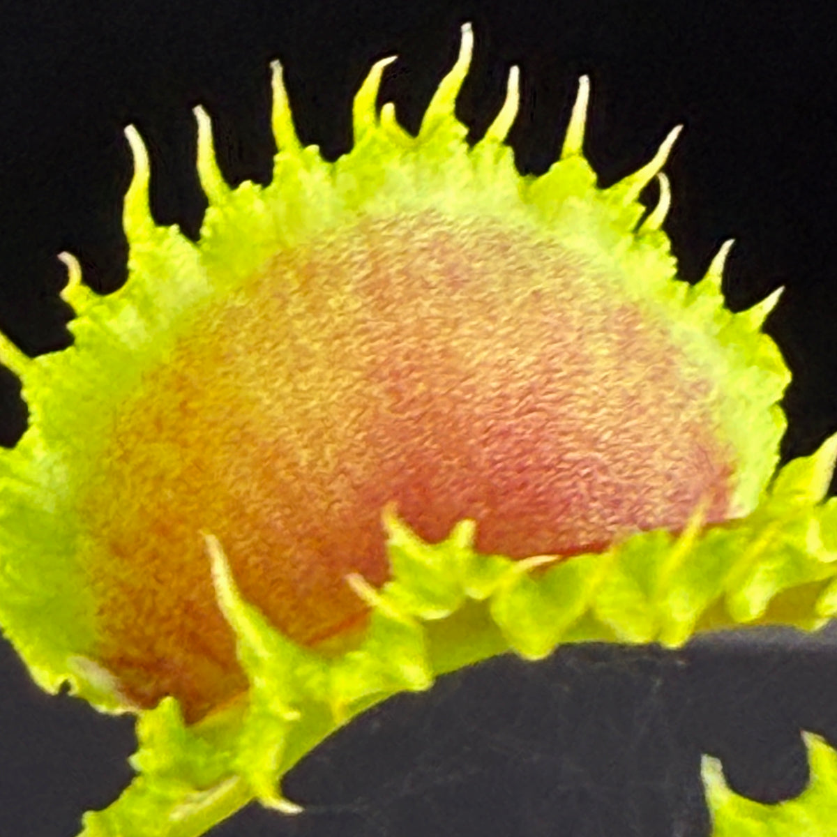 Close-up of a red and green trap on Dionaea muscipula ‘Dumplings’ Venus Flytrap