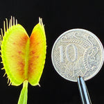 Dionaea muscipula ‘Extra Large’ Large Trap Venus Flytrap open trap shown beside a coin for size reference