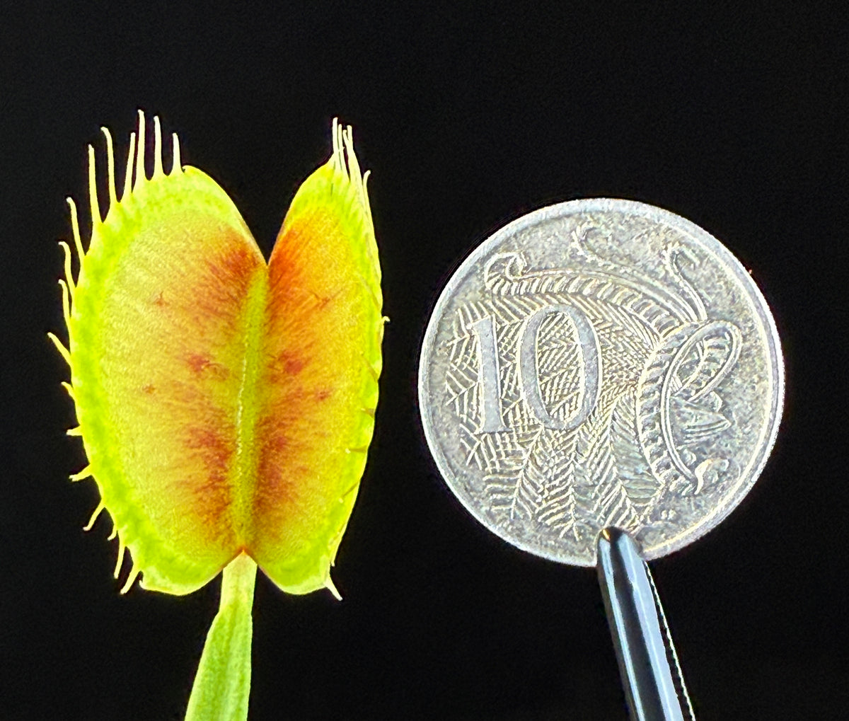 Dionaea muscipula ‘Extra Large’ Large Trap Venus Flytrap open trap shown beside a coin for size reference
