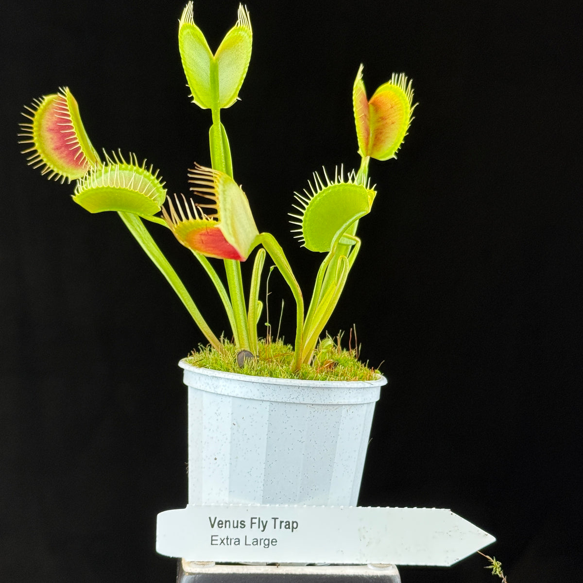 Dionaea muscipula ‘Extra Large’ Large Trap Venus Flytrap potted plant shown with size reference