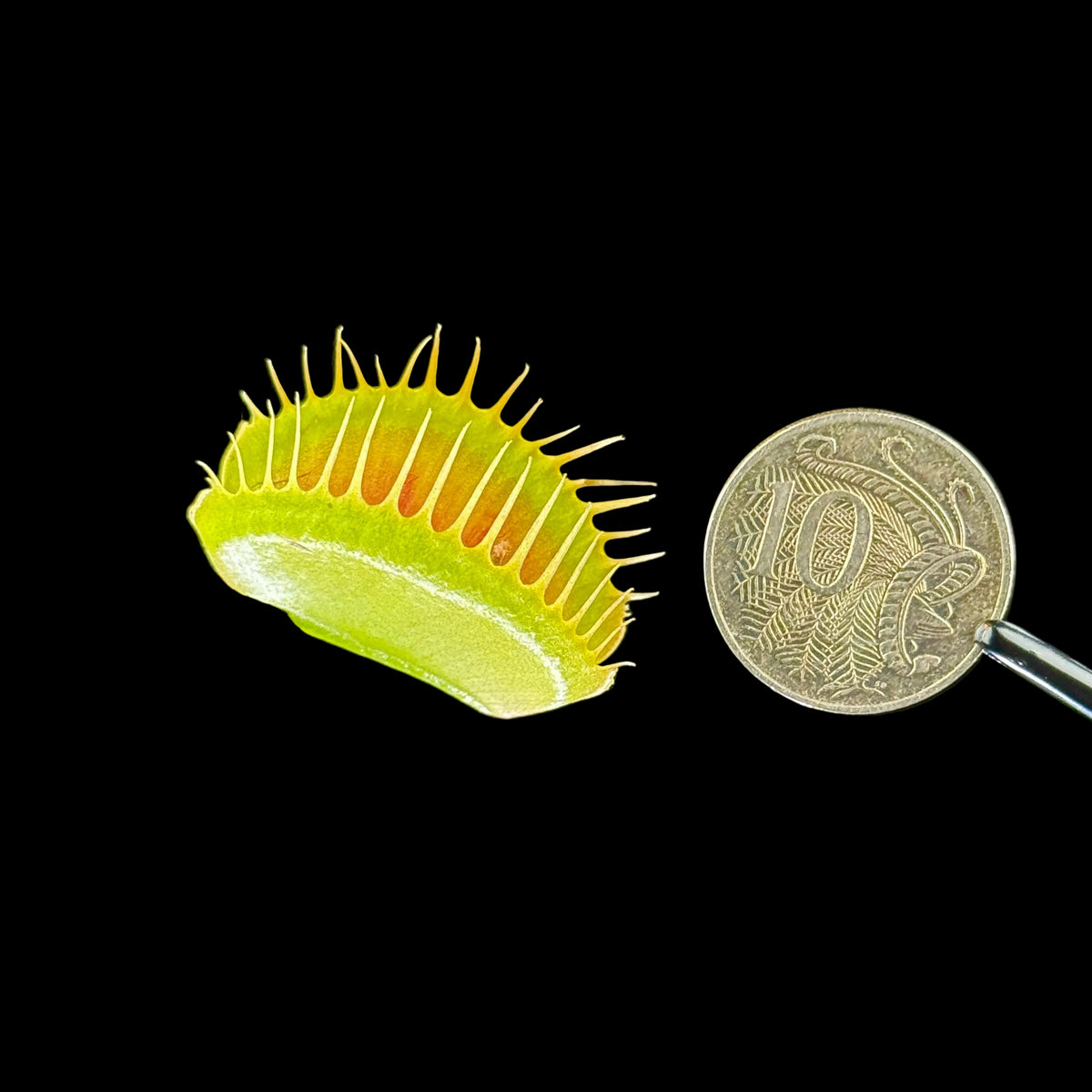 Dionaea muscipula ‘Extra Large’ Large Trap Venus Flytrap trap shown beside a coin for size