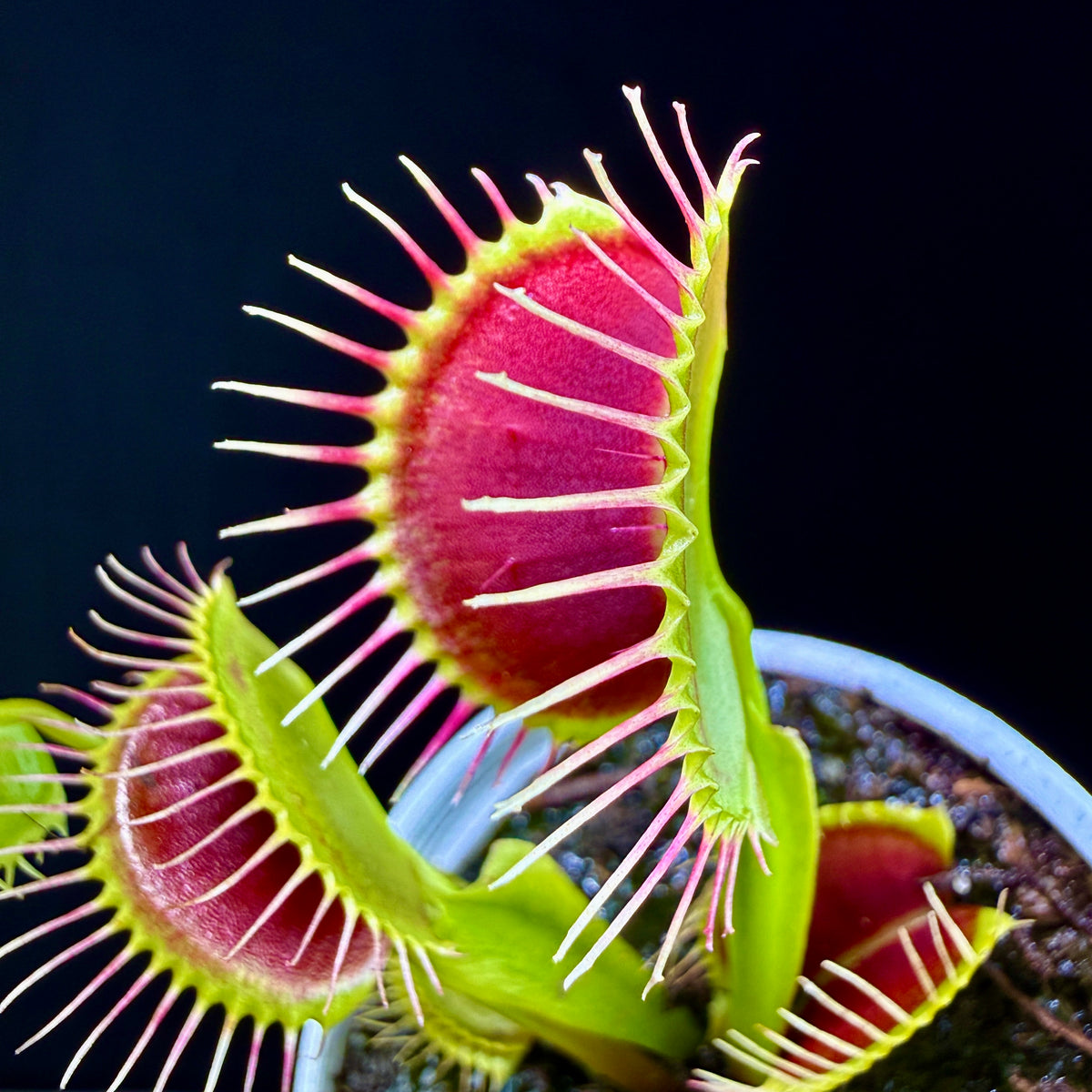 Dionaea muscipula ‘G14’ Large Trap Venus Flytrap with vivid red traps and long marginal teeth