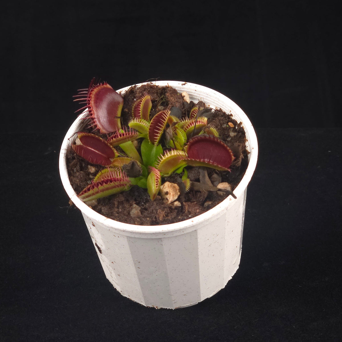 Top view of Dionaea muscipula ‘G14’ Large Trap Venus Flytrap growing in a white pot