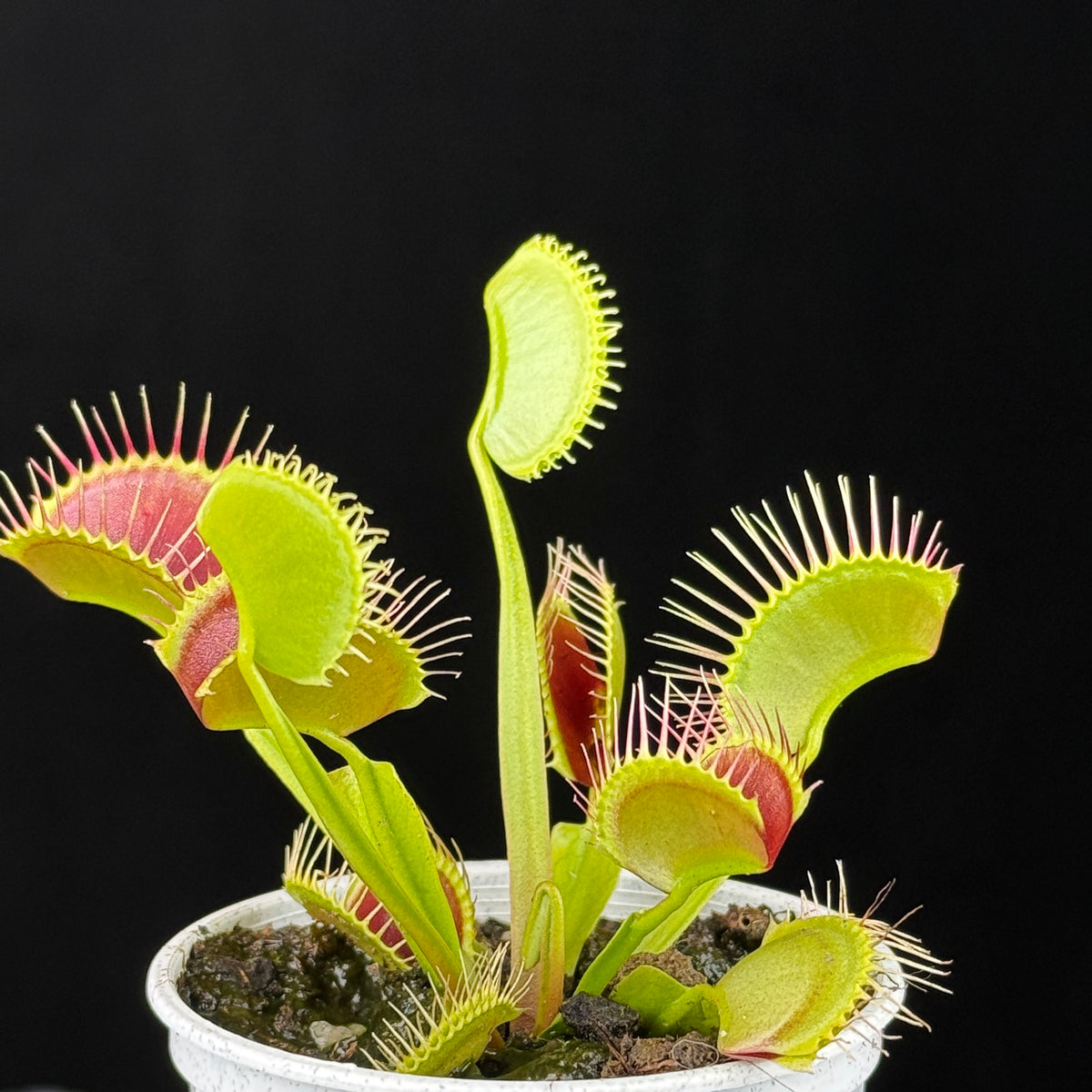 Dionaea muscipula ‘G14’ Large Trap Venus Flytrap growing in a white pot
