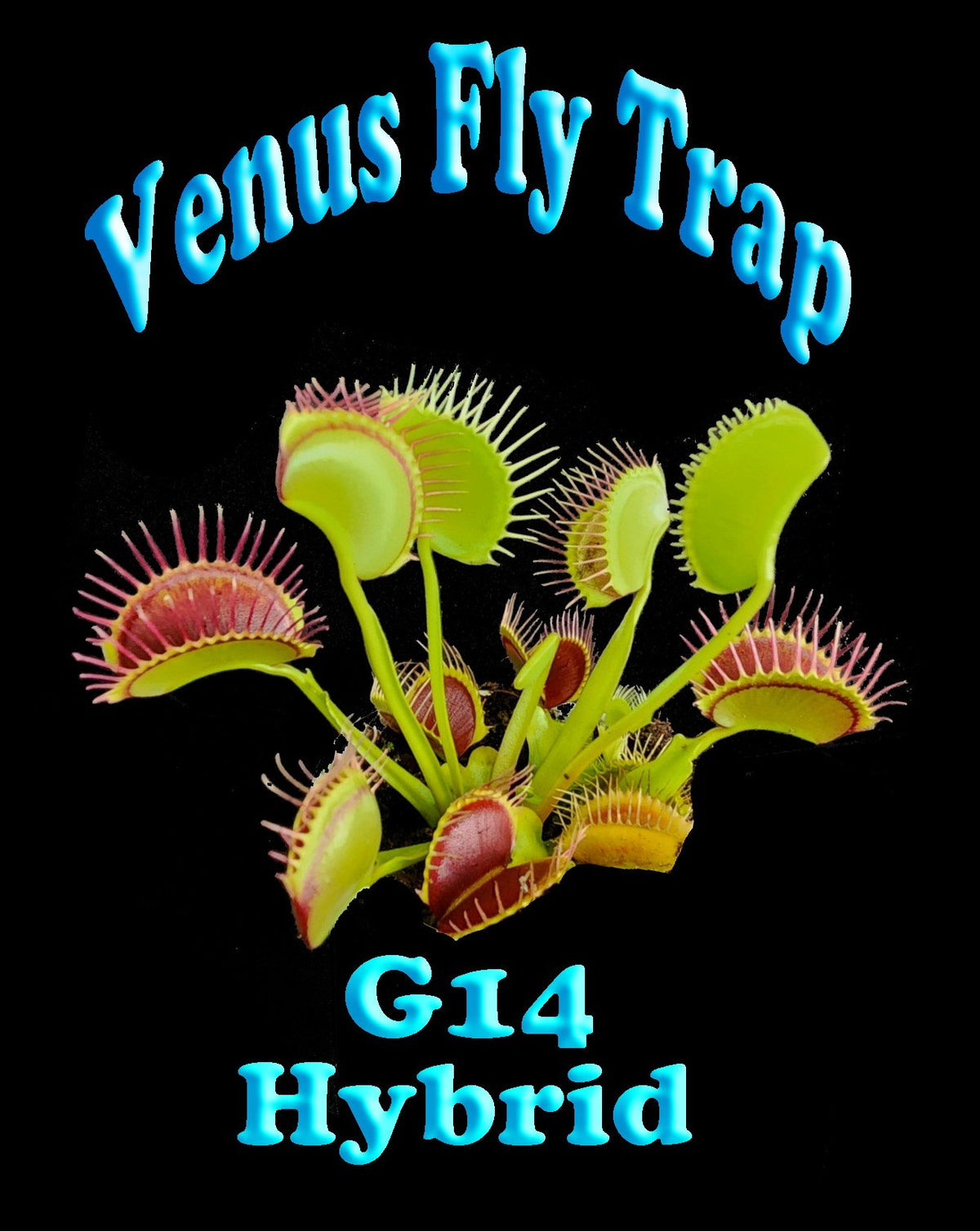 Dionaea muscipula ‘G14’ Large Trap Venus Flytrap product label with plant image