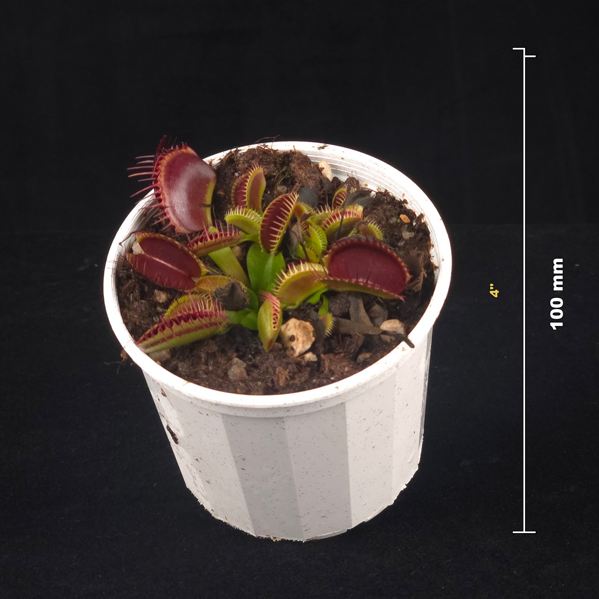 Dionaea muscipula ‘G14’ Large Trap Venus Flytrap potted plant shown with size reference