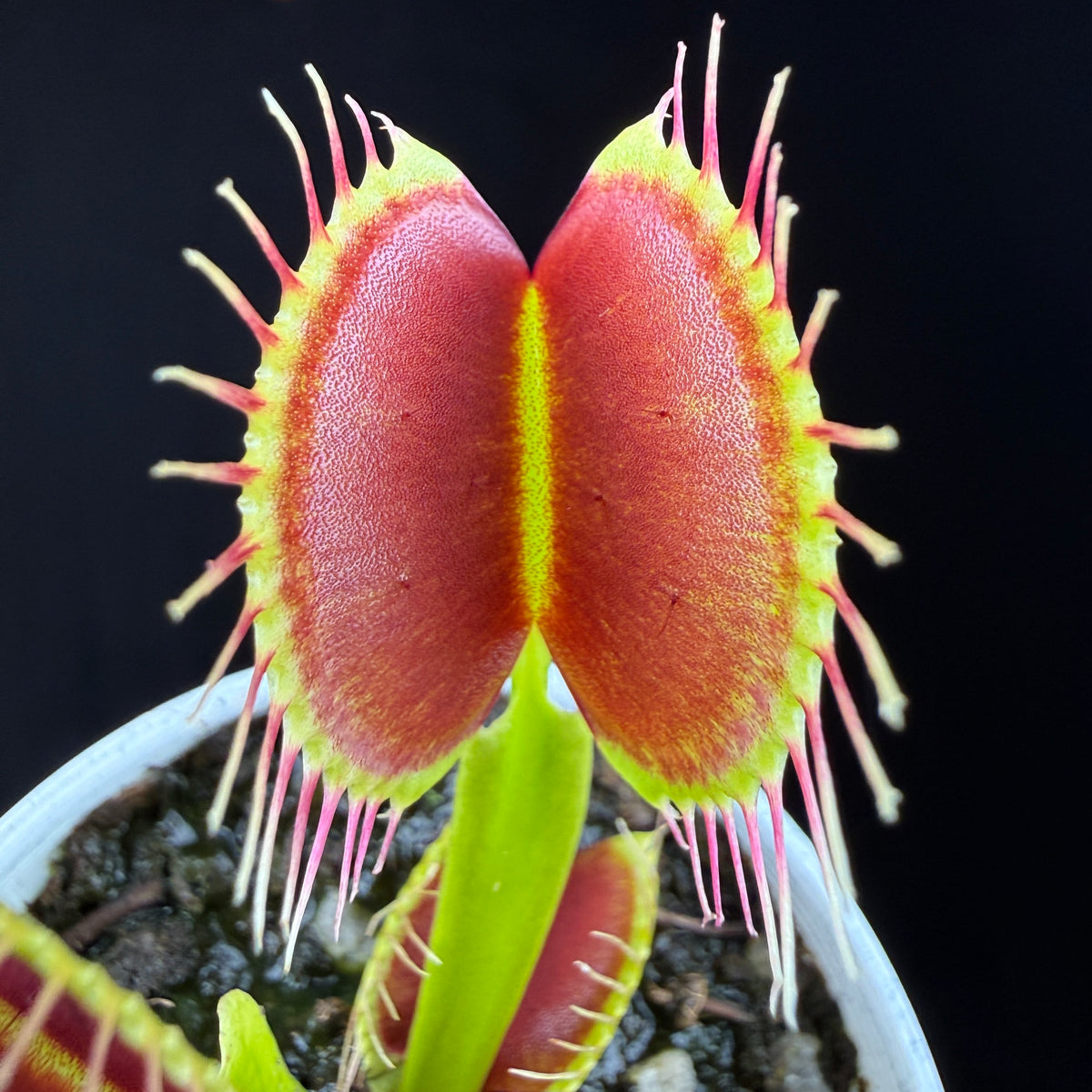 Close-up of a large red trap on Dionaea muscipula ‘G14’ Large Trap Venus Flytrap