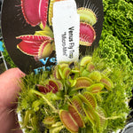 Dionaea muscipula ‘Micro Mini’ Miniature Venus Flytrap showing a compact cluster of small traps in a pot