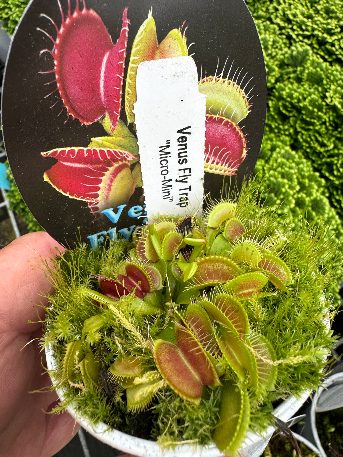 Dionaea muscipula ‘Micro Mini’ Miniature Venus Flytrap showing a compact cluster of small traps in a pot