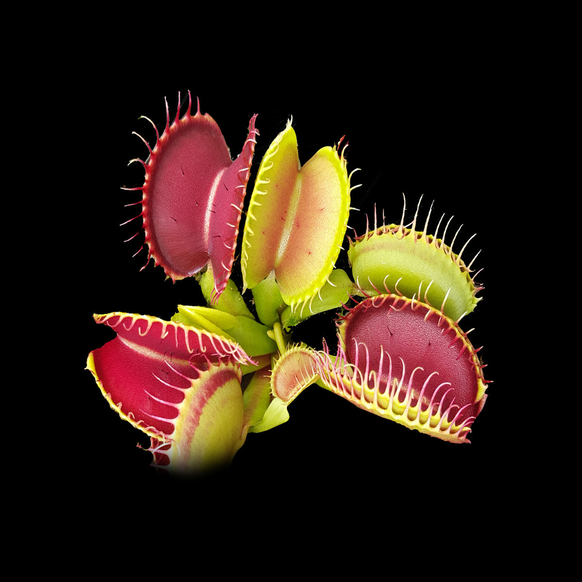 Dionaea muscipula ‘Paradisia 14/15’ Venus Flytrap showing red and green traps