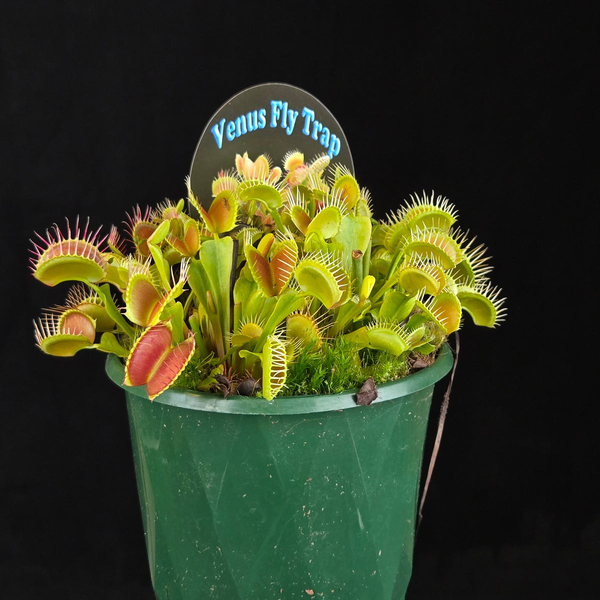 Dionaea muscipula ‘Paradisia 14/15’ Venus Flytrap displaying upright green foliage and traps in a green pot