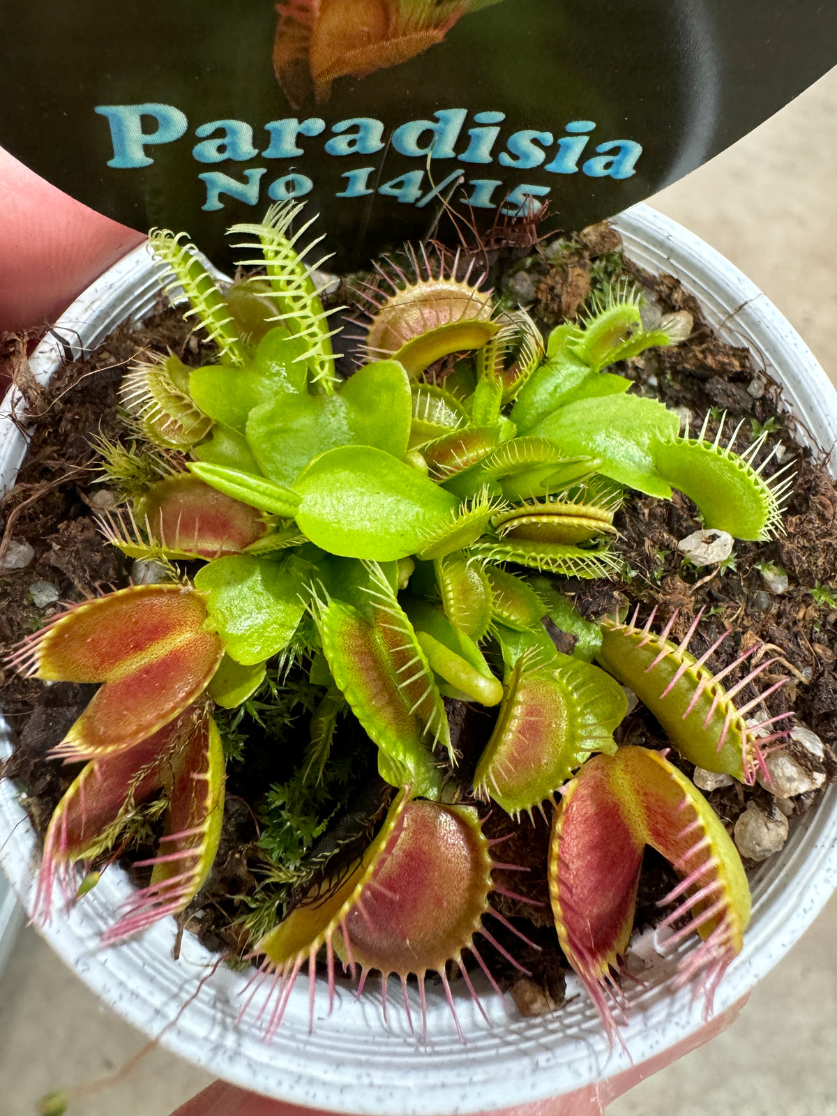 Top view of Dionaea muscipula ‘Paradisia 14/15’ Venus Flytrap growing in a pot