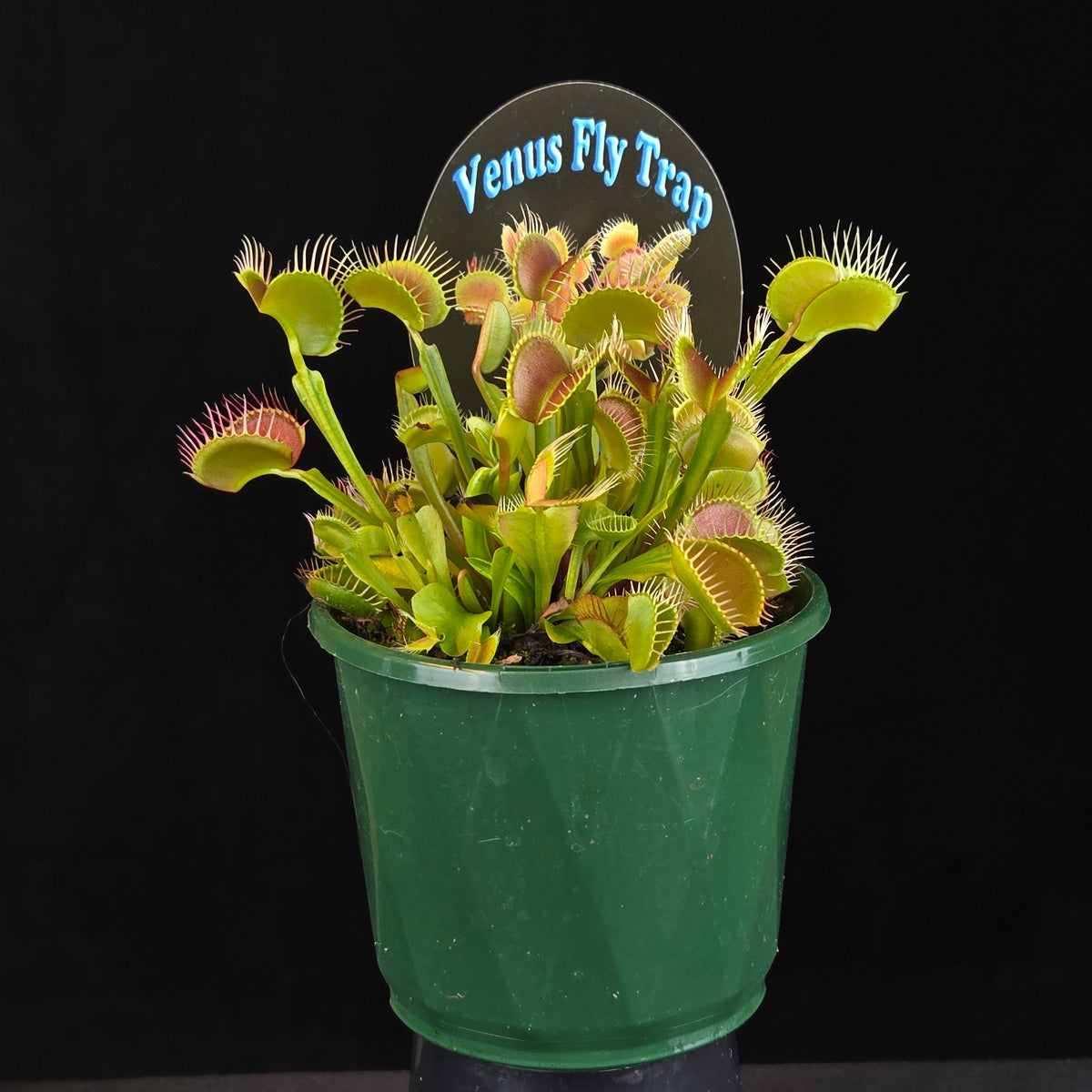 Dionaea muscipula ‘Paradisia 14/15’ Venus Flytrap growing in a green pot