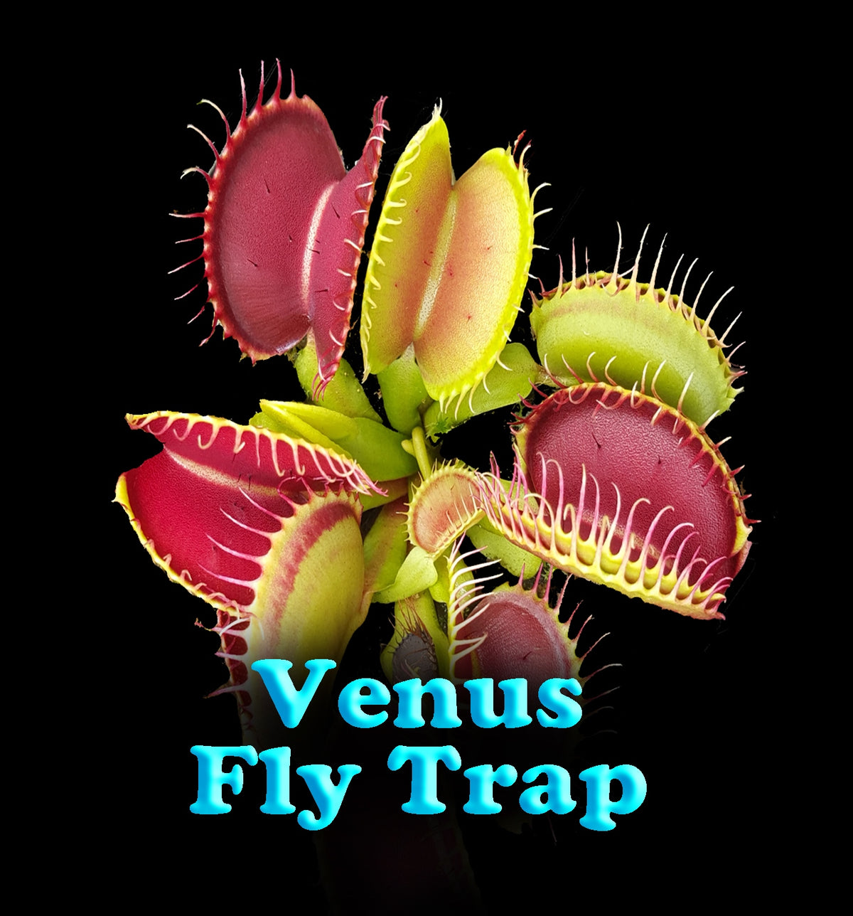 Dionaea muscipula ‘Paradisia 14/15’ Venus Flytrap product label with plant image