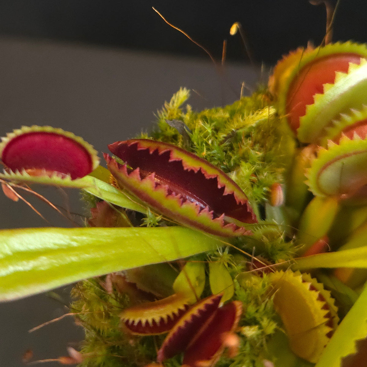Dionaea muscipula 'Sawtooth' Venus Flytrap showing green foliage and red traps