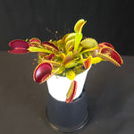 Dionaea muscipula 'Sawtooth' Venus Flytrap growing in a pot