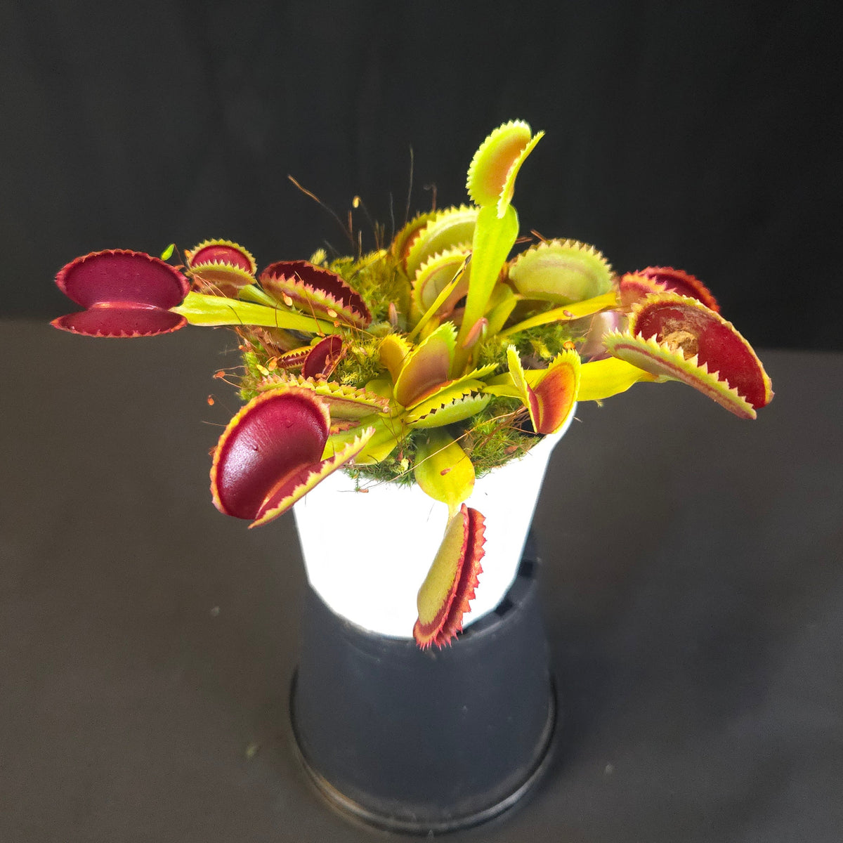 Dionaea muscipula 'Sawtooth' Venus Flytrap growing in a pot