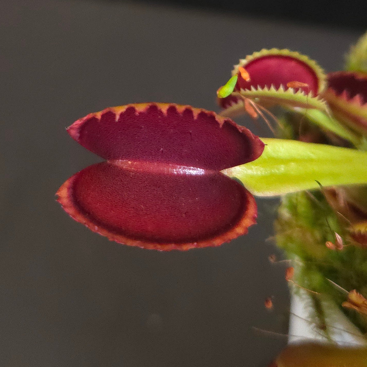 Dionaea muscipula 'Sawtooth' Venus Flytrap red trap close-up