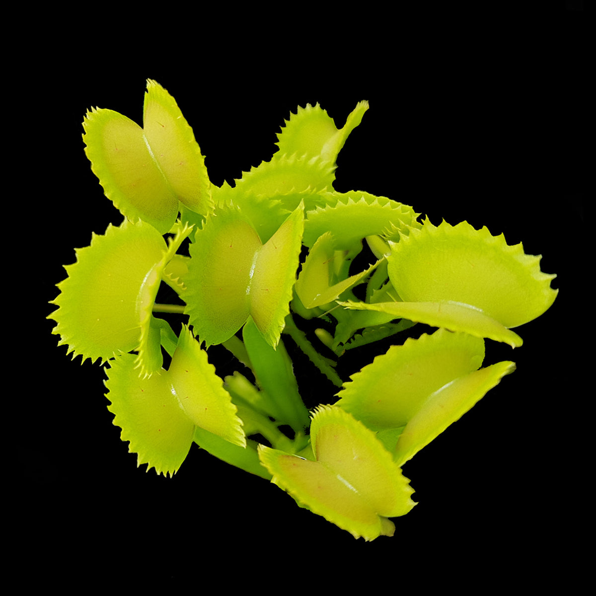 Dionaea muscipula ‘Shark’s Teeth’ Venus Flytrap showing green traps with short serrated teeth