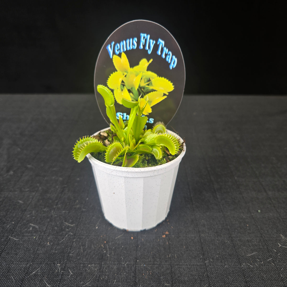 Side view of Dionaea muscipula ‘Shark’s Teeth’ Venus Flytrap growing in a white pot
