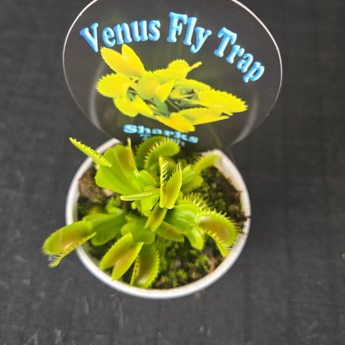 Top view of Dionaea muscipula ‘Shark’s Teeth’ Venus Flytrap growing in a white pot
