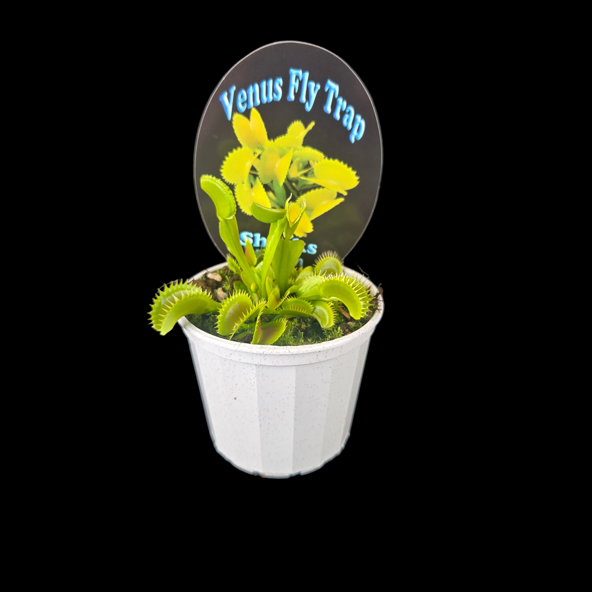 Dionaea muscipula ‘Shark’s Teeth’ Venus Flytrap growing in a white pot with plant label