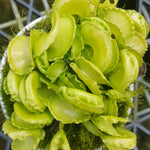 Close-up of green shell-shaped traps on Dionaea muscipula 'Shell Tooth' - Venus Fly Trap (Rare Clone)